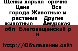 Щенки харька! срочно. › Цена ­ 5 000 - Все города Животные и растения » Другие животные   . Амурская обл.,Благовещенский р-н